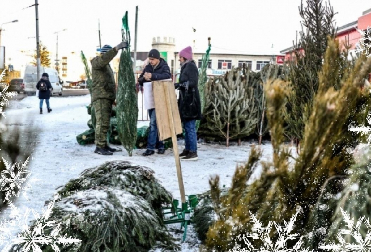 С изумрудными иголками и запахом хвои: выбираем лучшую елку для встречи Нового года (советы в карточках)