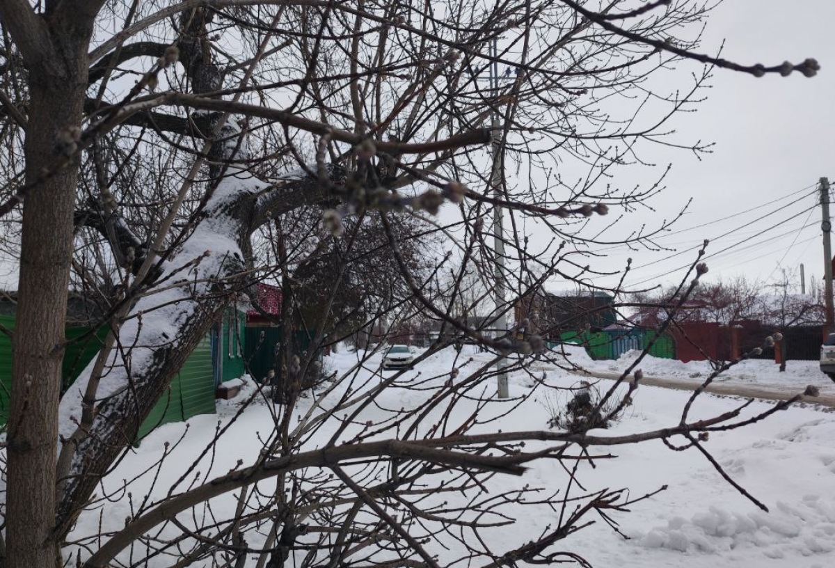 В Омске из-за очередного периода аномально теплой погоды на деревьях набухли почки