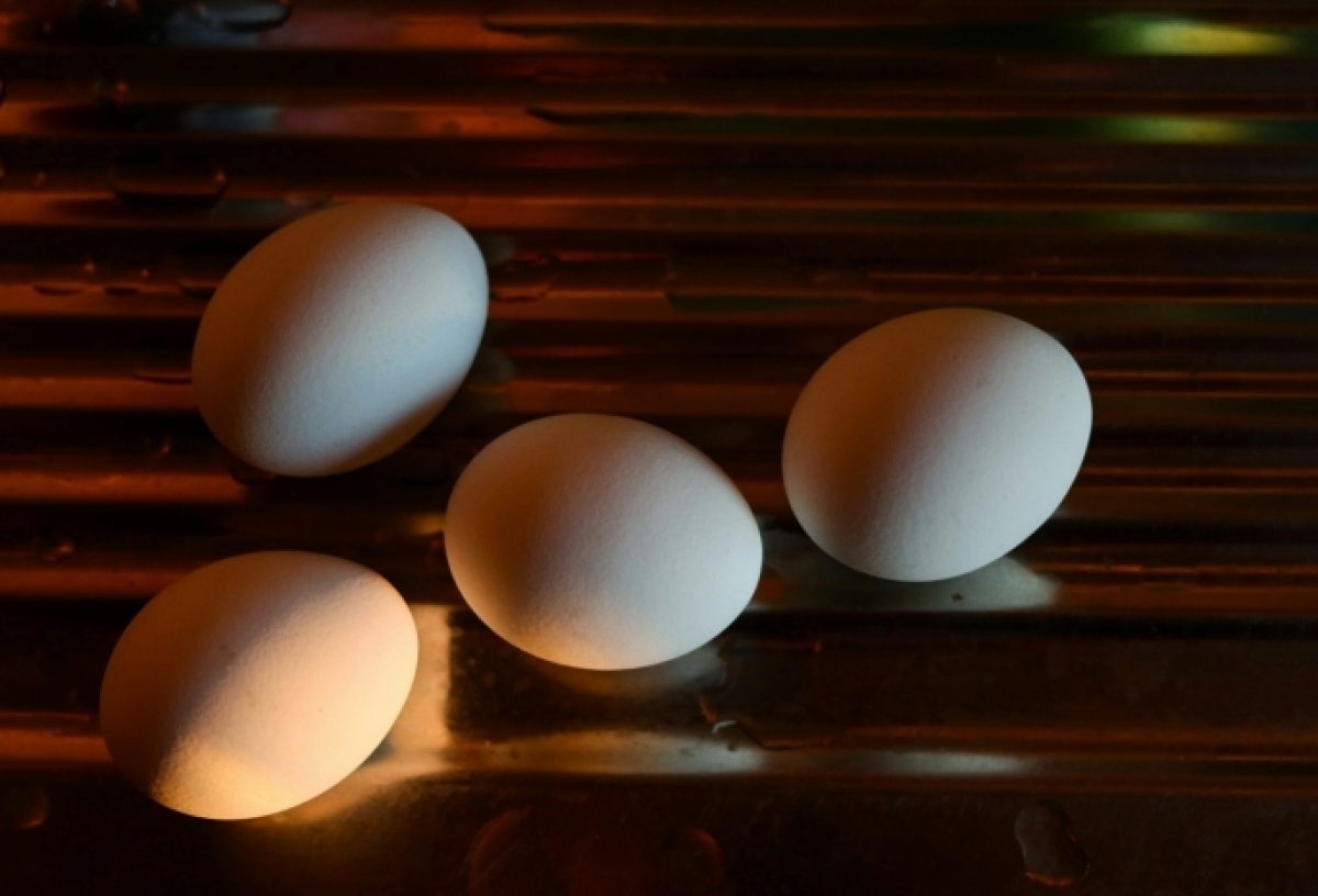 Минсельхоз заявил о снижении отпускных цен на яйца