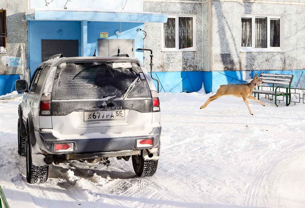 В Омске автобус вез школьников в зоопарк и возле «Меги» насмерть сбил косулю