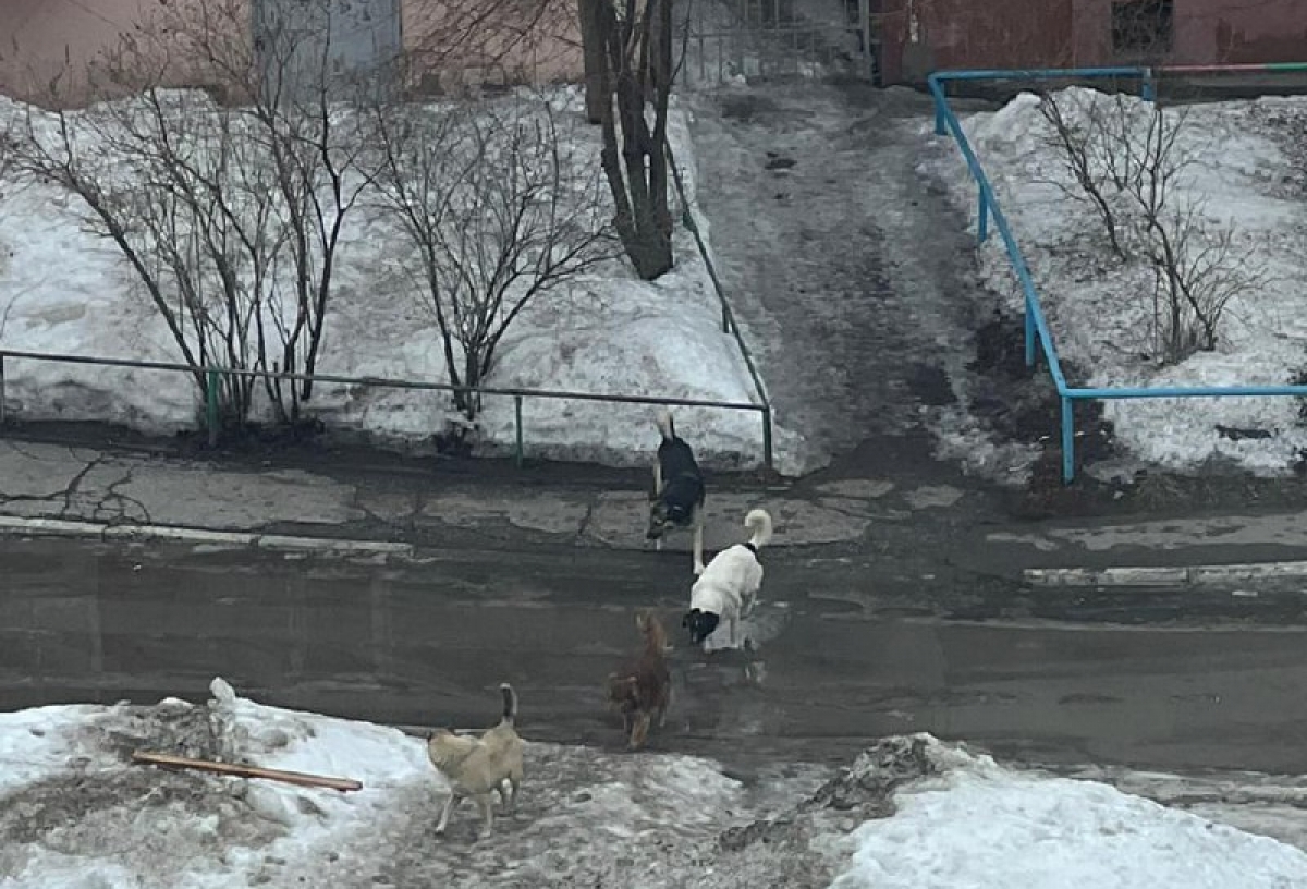 В Омске следком завел уголовное дело из-за нападения бездомных собак на 9-летнюю девочку