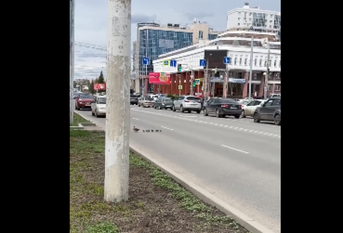 В Омске по центру города ходит семья уток