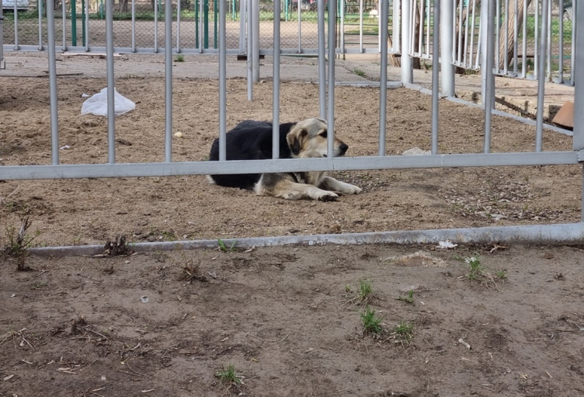 «Просто проходил мимо» - в Омске бездомная собака укусила 7-летнего ребенка