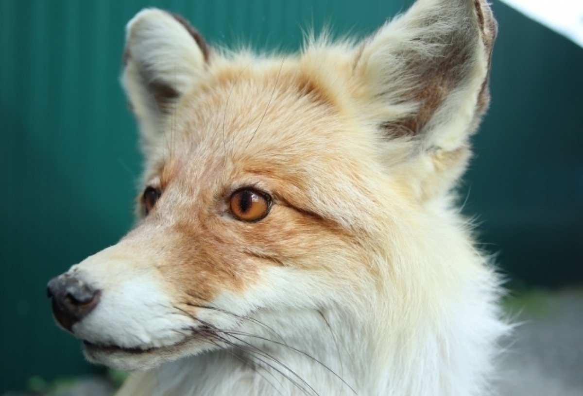 В Омском районе выявили бешенство у лисы