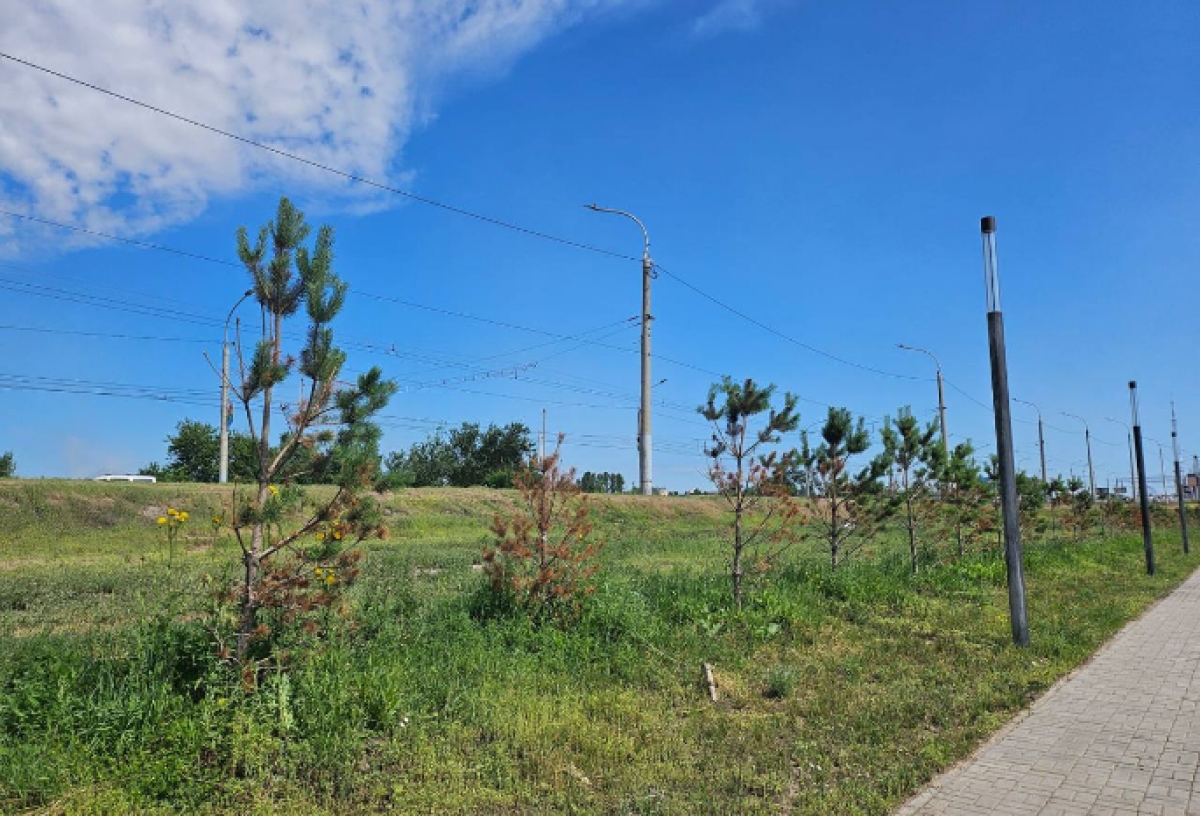 В центре Омска обновят зеленые насаждения