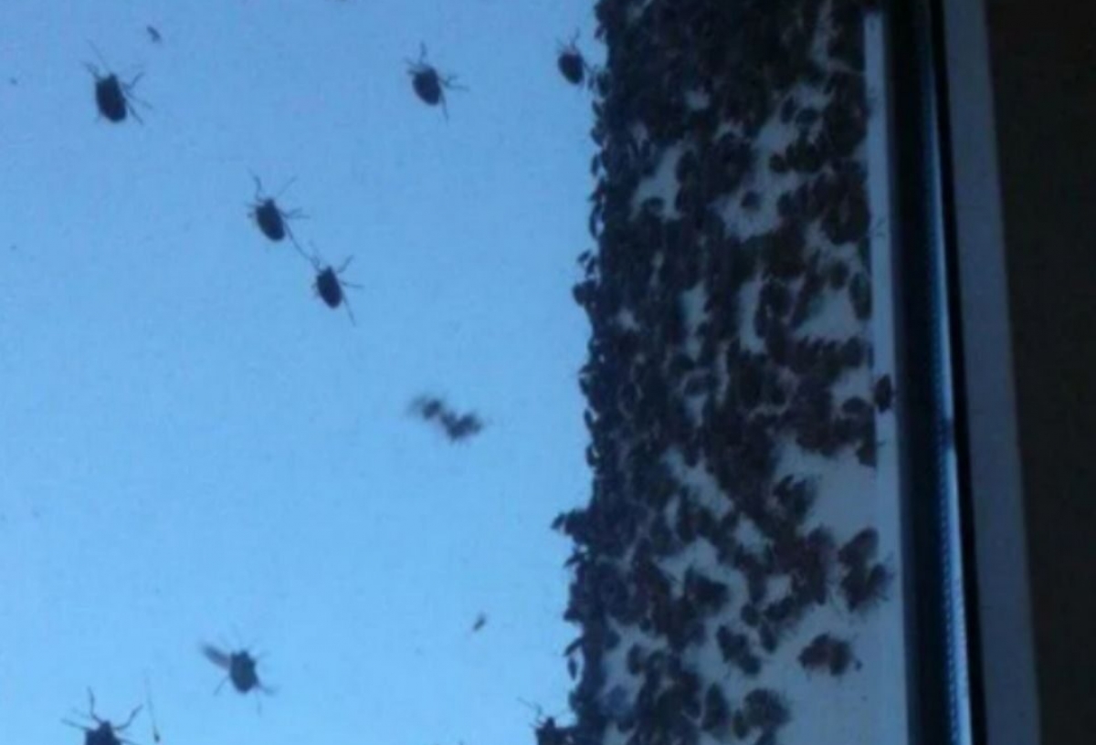 «Лезут во все щели с улицы» - дома омичей атаковали черные жуки