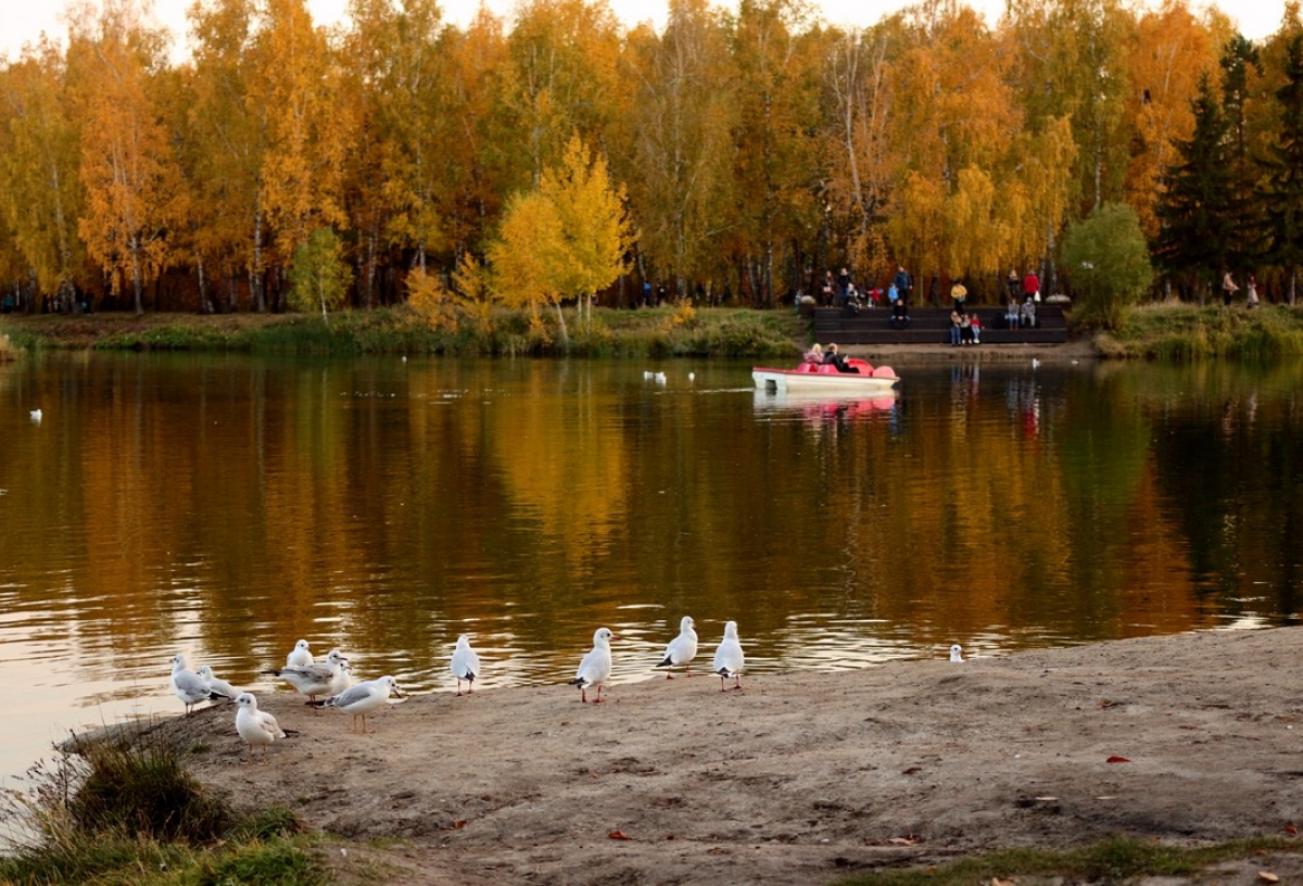 Омичей просят не кормить лебедей и уток в парках