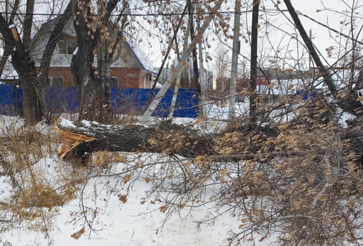 В Омске огромное дерево упало в нескольких метрах от семьи с ребенком