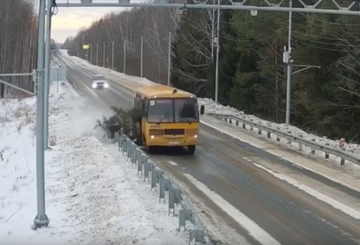 Водитель омского школьного автобуса незаконно спилил сосну в лесу, а потом повредил ей дорожный знак