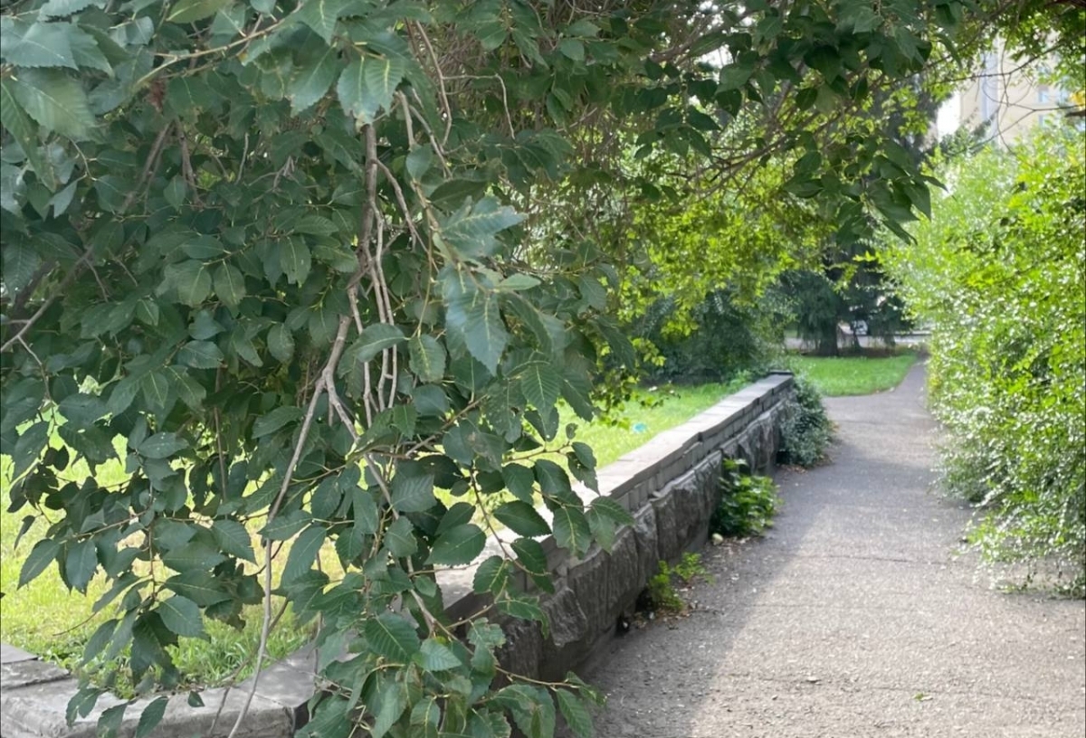 В 2026 году в Омске благоустроят только один сквер