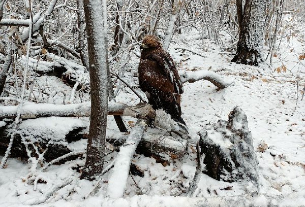 «Это природа, пусть дохнет или выхаживайте сами»: омская Птичья гавань отмахнулась от краснокнижной птицы