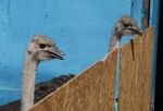 В омскую колонию №6 попали два черных африканских страуса