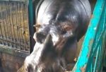 Областное правительство провело стрим-трансляцию из Большереченского зоопарка