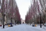 Тополя в центре Омска продолжают «цвести» розами