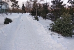 Деревья, которые «выкорчевал» трактор в омском сквере, там не росли, а просто стояли в снегу — мэрия