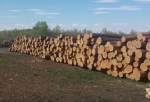 В Омской области незаконно вырубили лес на 4,6 млн рублей