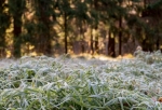 В Омске ожидается очередная порция июньских заморозков