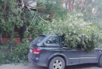 В Омске на машину депутата горсовета упало дерево