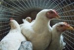 «Их убивали головой об стенку» - омские селяне рассказали, как на Иртышской птицефабрике умерщвляют кур из-за птичьего гриппа
