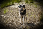 В Омске спасли собаку, застрявшую на острове