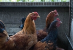 Из Омска за границу пытались вывезти куриное мясо, которое может быть заражено птичьим гриппом