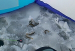 Омичи открыли сезон зимней рыбалки, не дожидаясь окончательного застывания льда