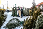 «С гибкими ветвями, изумрудными иголками и толстым стволом»: россиянам рассказали, как правильно выбрать новогоднюю елку