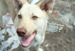 «Схватил за задние лапы и стал ударять о стены» - житель Омской области пойдет под суд за убийство собаки