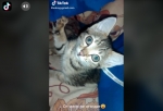 Омич спас замерзающего котенка, назвал его Отморозком и постит с ним видео в тиктоке