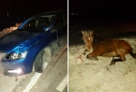 На трассе Тюмень — Омск в авто врезалась лошадь