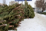 Омичи могут сдать новогодние елки в приемные пункты (АДРЕСА)