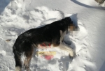 В Омске произошло жестокое убийство собаки 