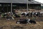 Житель Омской области отправится в колонию строгого режима за кражу скота на полмиллиона