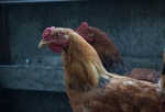 Омская птицефабрика выпустила первую партию яиц после уничтожения всего поголовья птиц