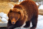 «Кто -то нежится на солнце, кто-то чистит шубки, кто-то играет»: животные Большереченского зоопарка встречают весну — ВИДЕО