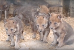 В Большереченском зоопарке на свет появились сразу семеро волчат (Видео)