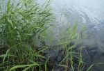 В Омской области в реке Артынка утонул школьник (Обновлено)
