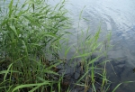 В центре Омска на берегу реки нашли тело 42-летнего мужчины