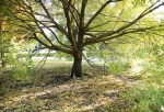 Омский речпорт снесет более 80 деревьев под временный склад песка для новой «Арены»