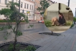 Вандалом, который раскурочил шаровидные ивы в центре Омска, оказалась девушка (видео)