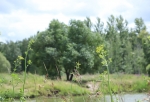 Какие еще деревья хотят вырубить в Омске — в «зеленую комиссию» поступило два десятка обращений по сносу