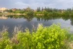 В Омске приступили к повторной обработке зеленых зон от клещей