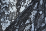 Омских черных лесорубов впервые осудили за хранение и сбыт незаконно снесенных деревьев — пострадала целая роща 