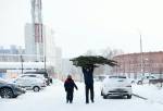 В Омске начали работать елочные базары: где можно будет купить елки, сосны и пихты