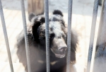 «Потепление выбило Машу из колеи»: третий год подряд медведи из Большереченского зоопарка не могут уйти в спячку вовремя из-за погоды