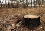 В Омской области незаконно вырубили несколько десятков хвойных деревьев