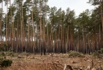 Глава «Омского лесхоза» получила предупреждение из-за нюансов с документами по проведению торгов на вырубку леса в Красноярке