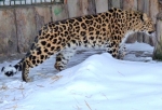 Большереченский зоопарк показал нового леопарда Бриллианта за 180 тысяч