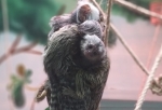 В омском зоопарке у семьи маленьких обезьян-игрунков родилась двойня