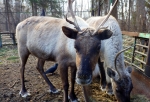 В Большереченском зоопарке поселились два молодых северных оленя (Фото)